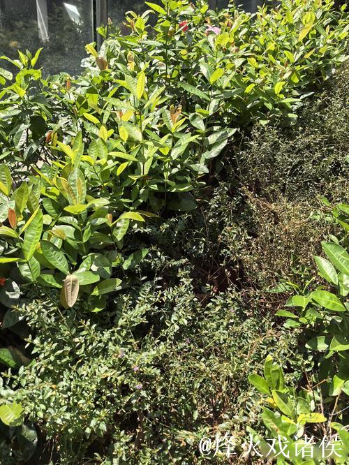 广州蒲公英赛季总结：拒绝德不配位 坚持从无到有