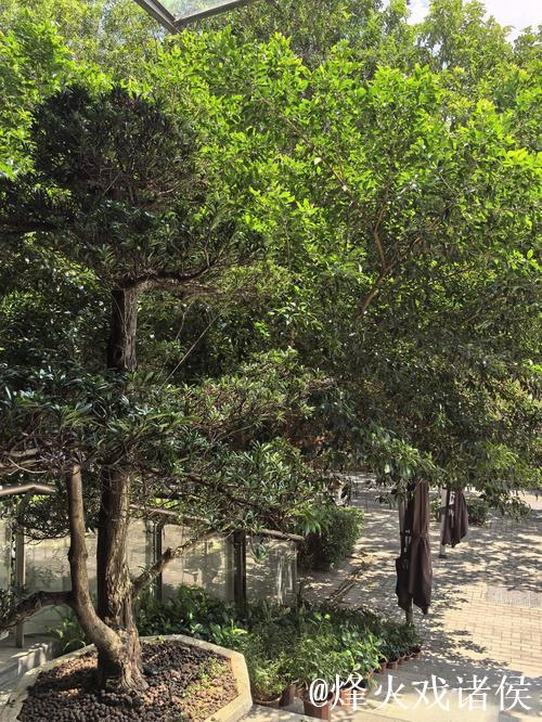 广州蒲公英赛季总结：拒绝德不配位 坚持从无到有