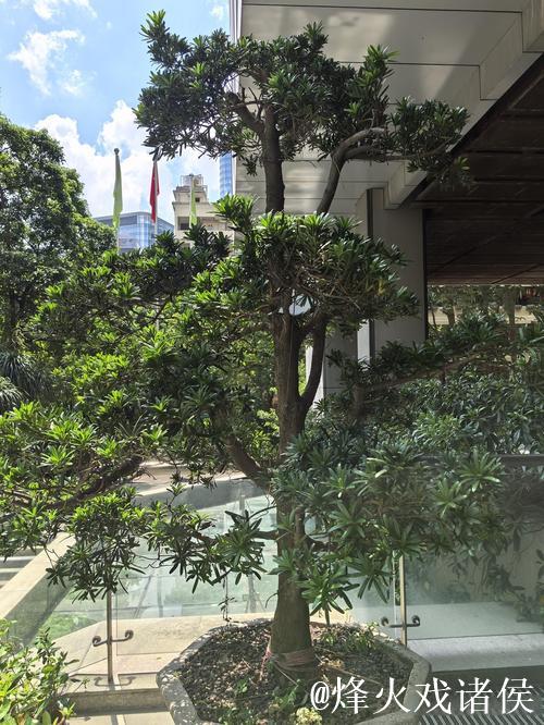 广州蒲公英赛季总结：拒绝德不配位 坚持从无到有